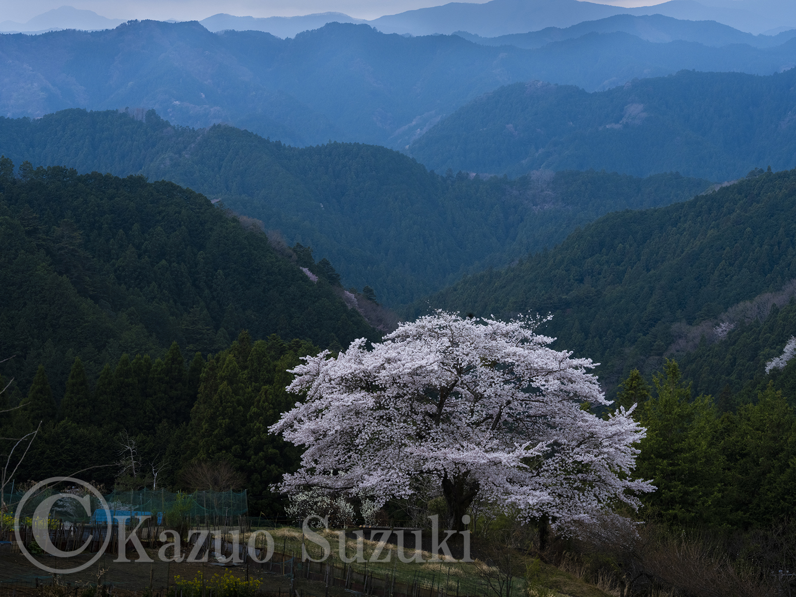 飯能の桜