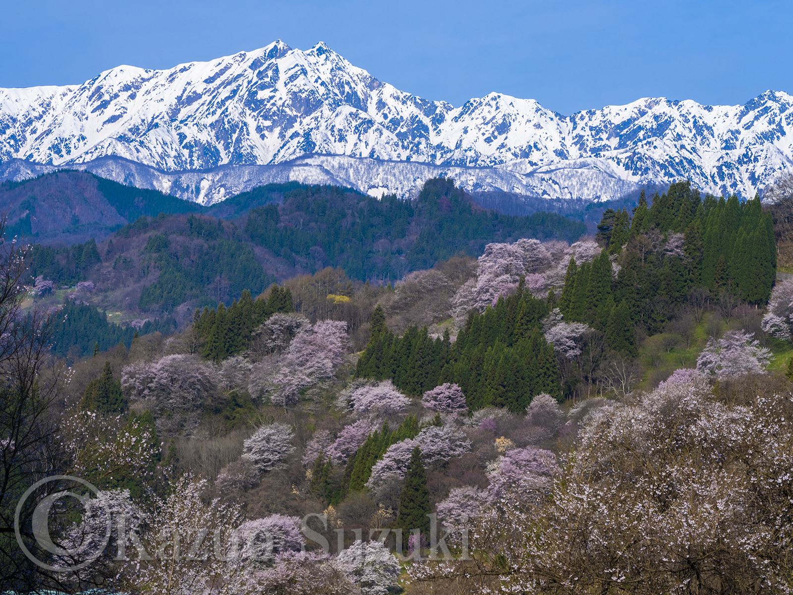 小川村の桜