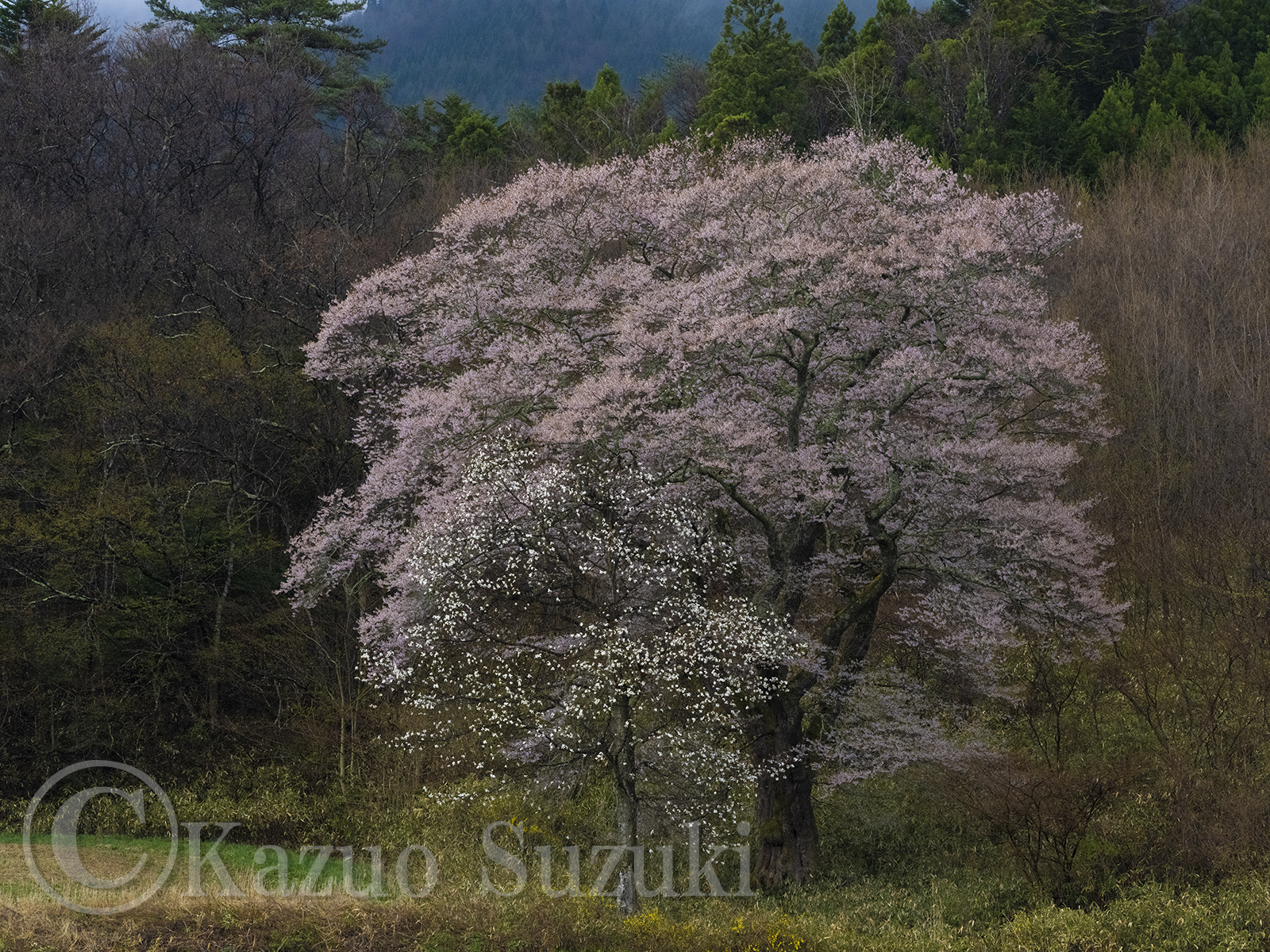 小野町の桜 II