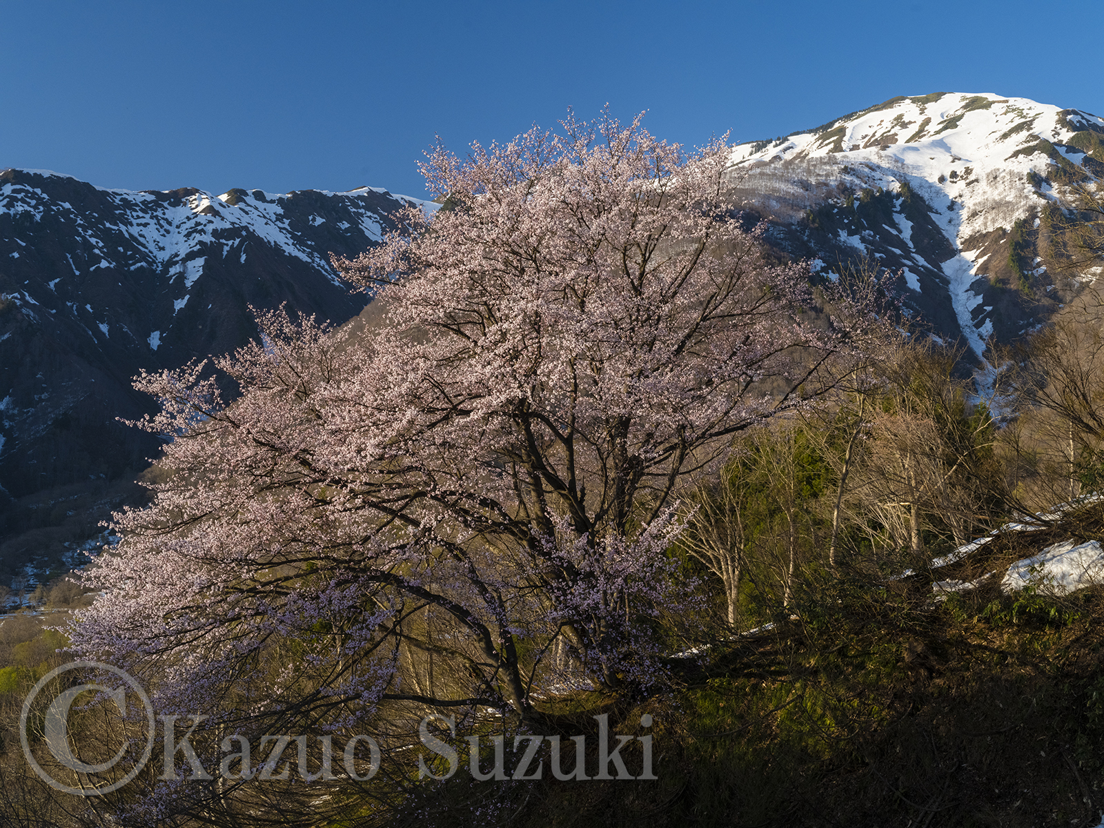 南魚沼の桜