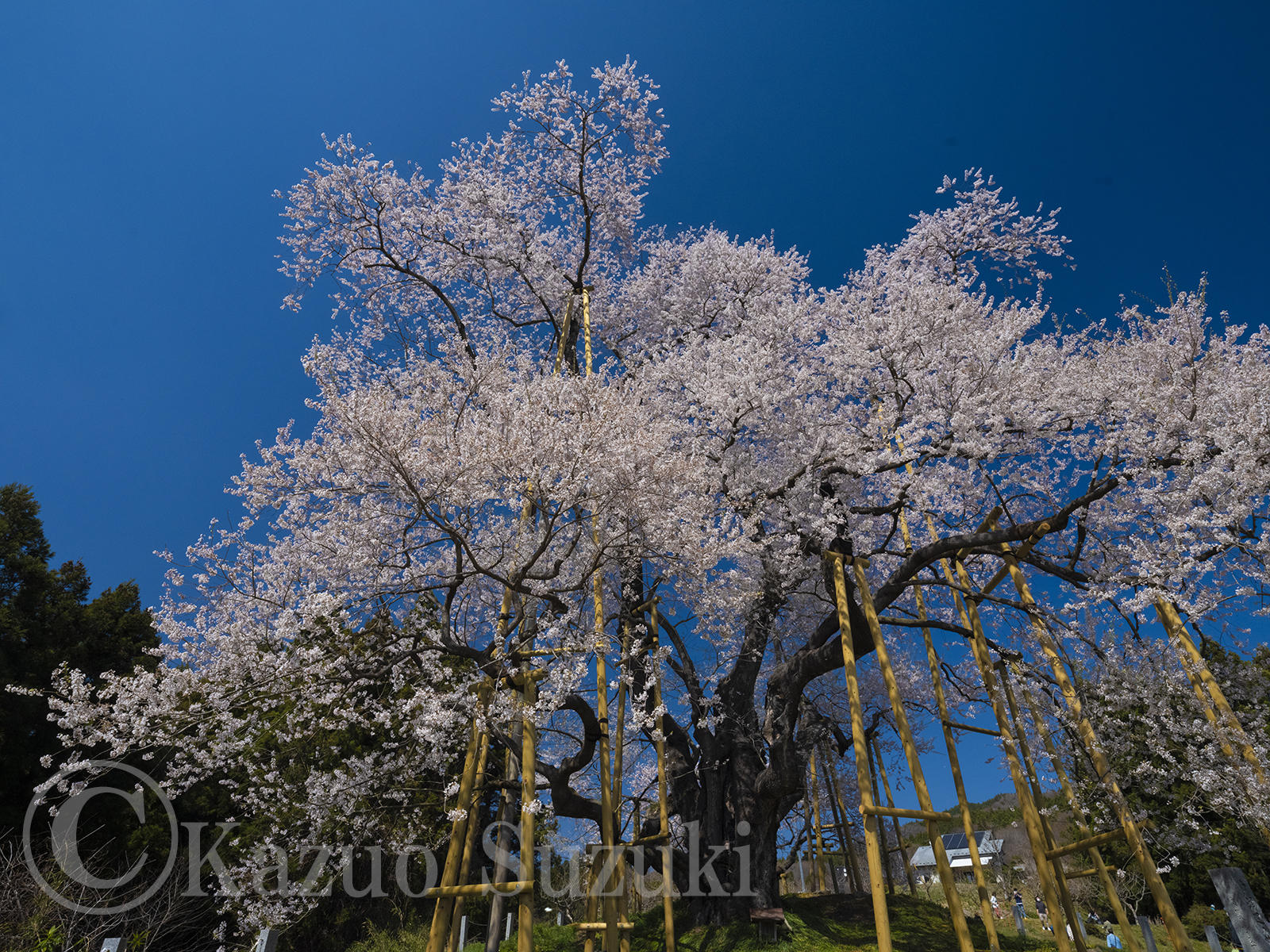 矢祭町の桜 II
