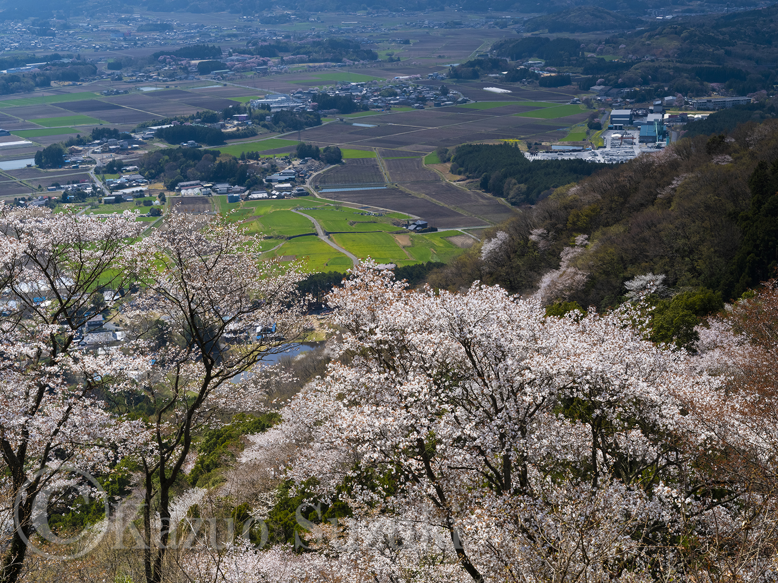 桜川の桜