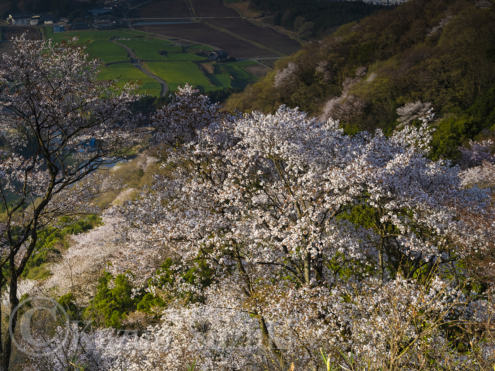 桜川の桜 II