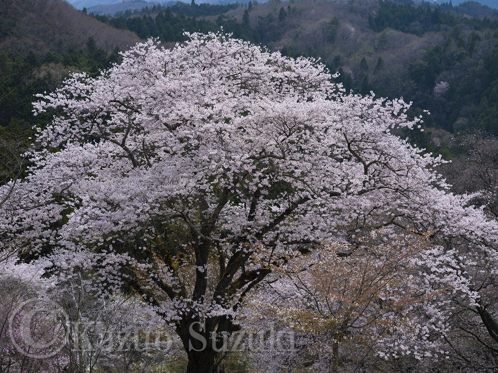 太子町の桜