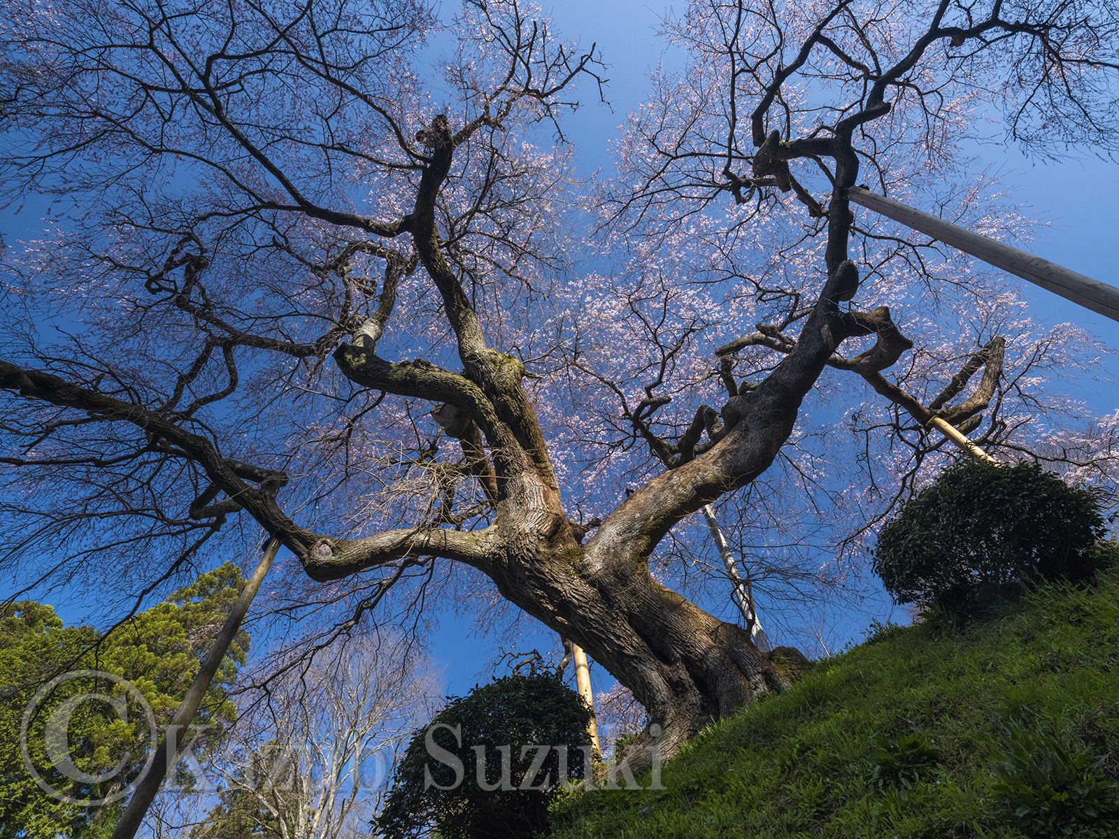 常陸太田の桜 II