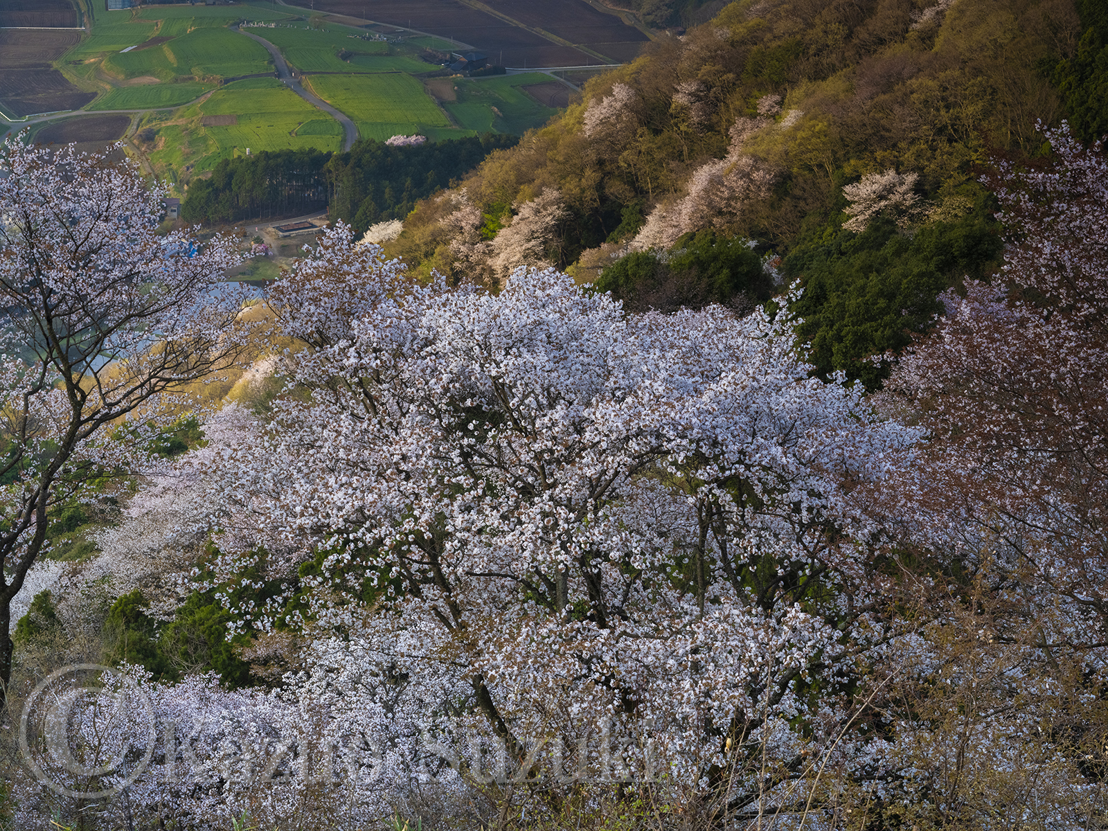 桜川の桜