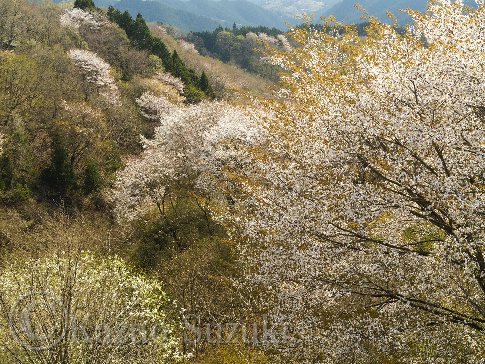 大田原の桜