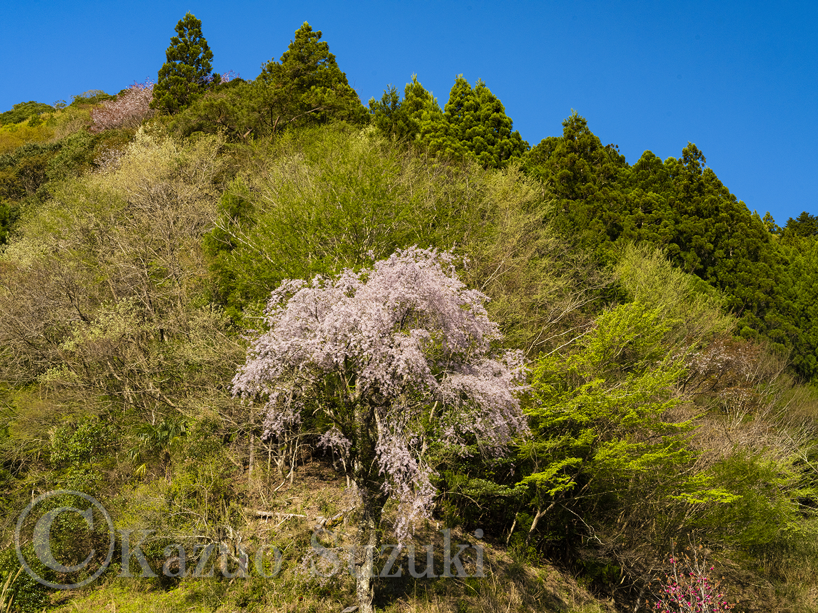 伊勢原の桜