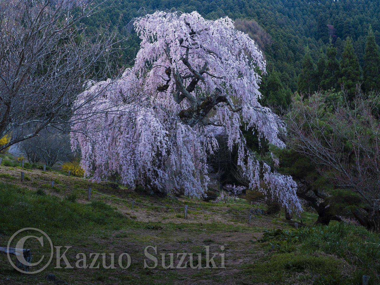 津南町の桜 III