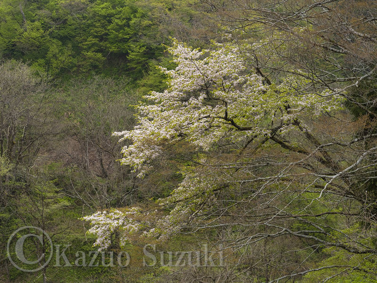 十日町の桜