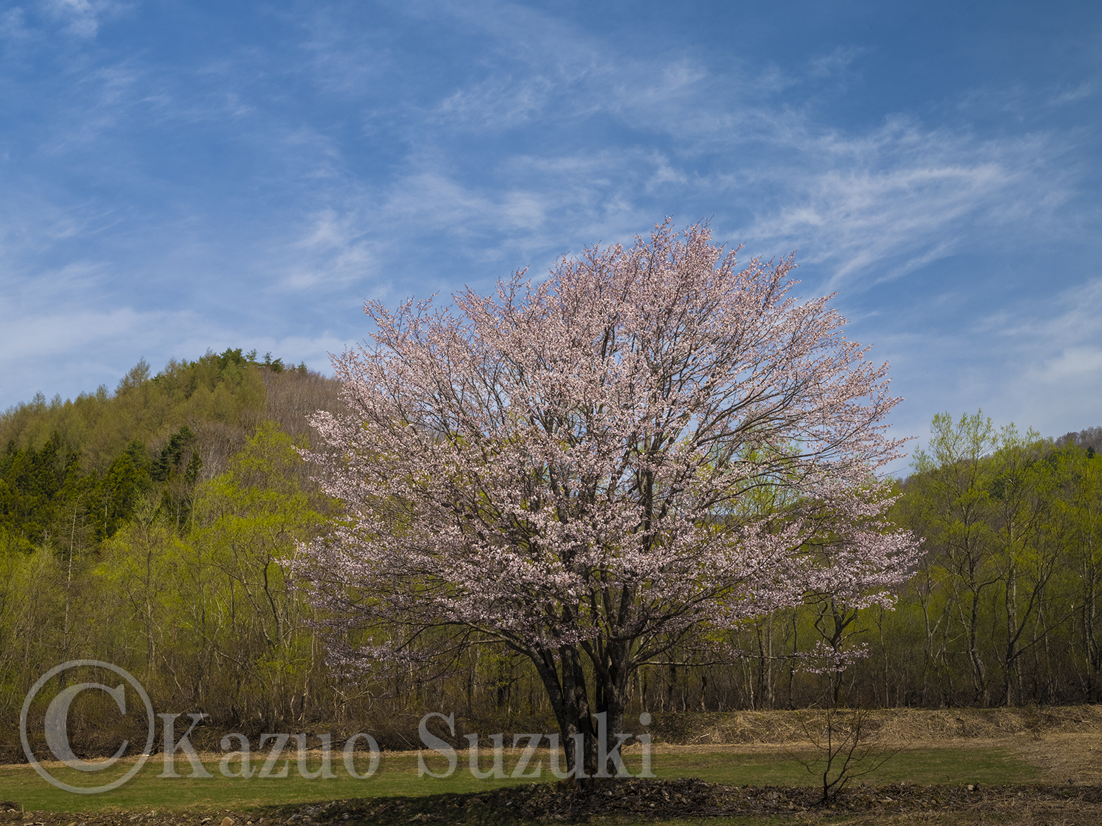 北塩原村の桜 II