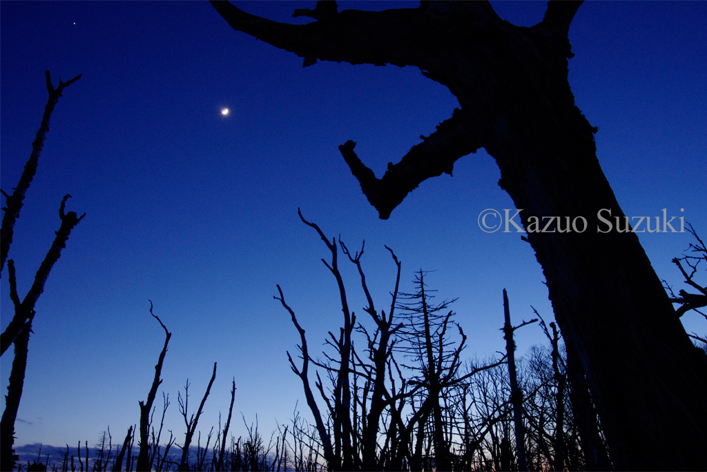 Into the Moonlit Night