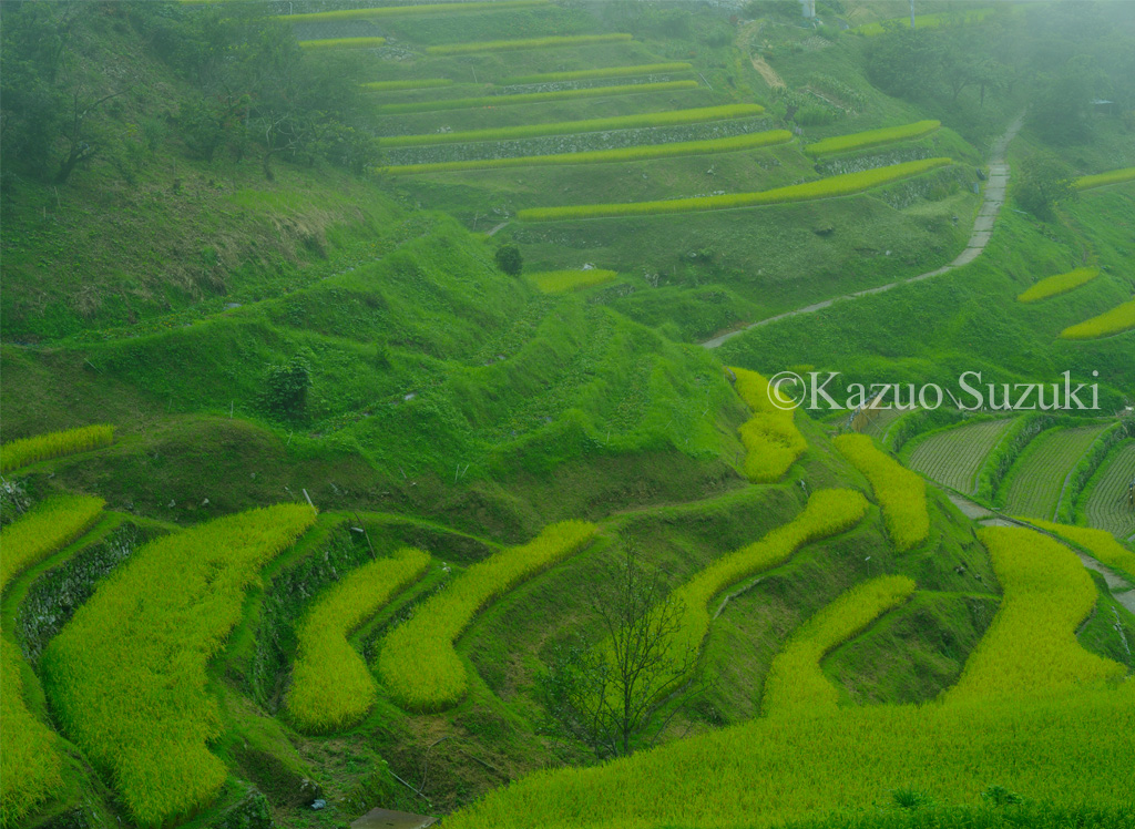 Mountain Terraced Fields