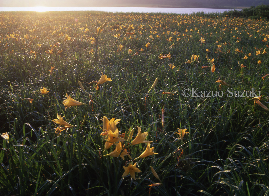 Pouring Summer Colors